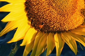 sunflower with bee
