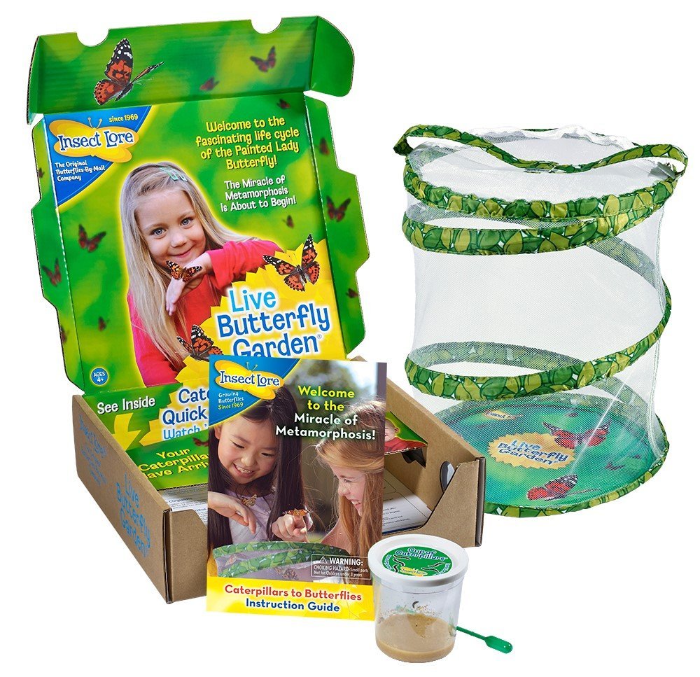 Insectlore Butterfly Kit