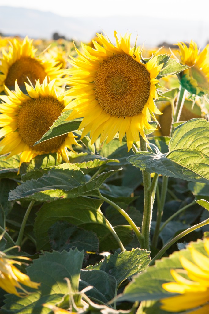 sunflower-1