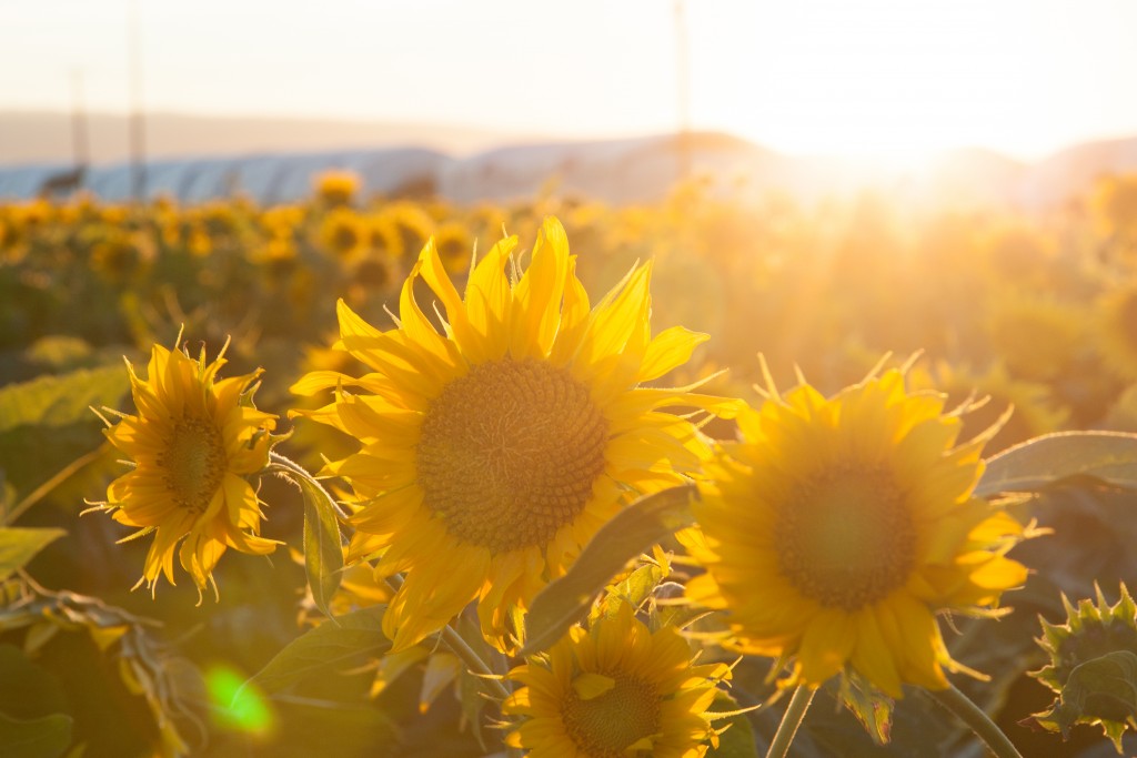 it"s sunflower time!