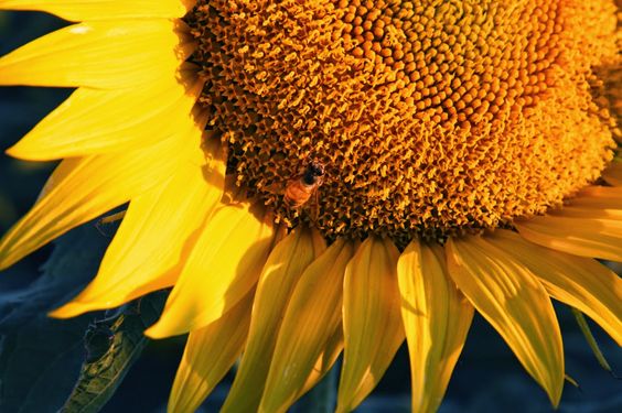 sunflower-with-bee