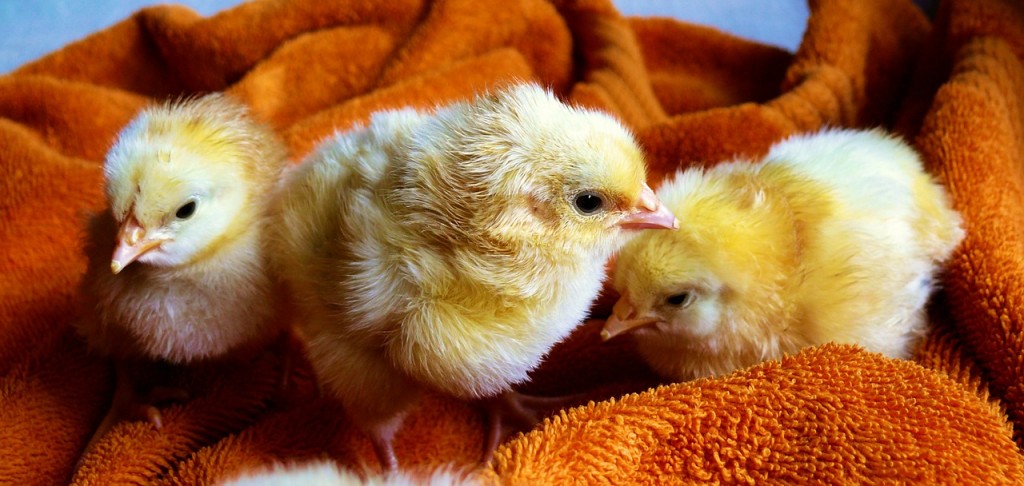 baby chicks