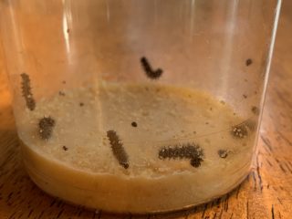 Science With Mrs. Ross – Caterpillars Days 2 & 4 – Love, Laughter, and ...